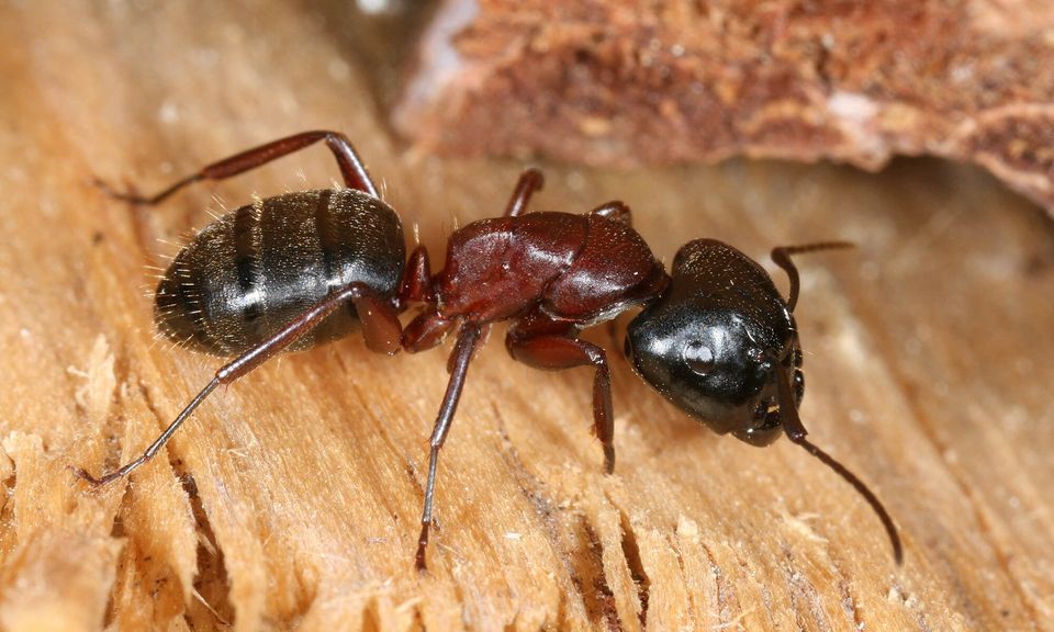 Fourmi charpentière en gros plan sur du bois : extermination de fourmis à Gatineau